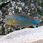 Hoeven's Wrasse